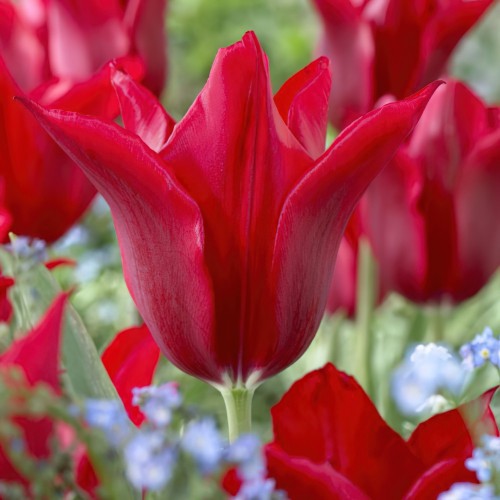 Peter De Leur Tulip Bulbs -...