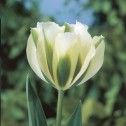 Spring Green Tulip Bulbs -...