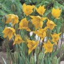 Sylvestris Tulip Bulbs -...