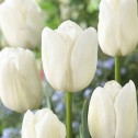Tulip Triumph White Dream...