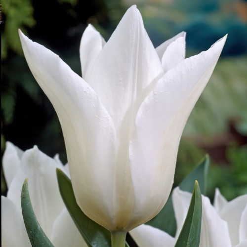 White Triumphator Tulip...