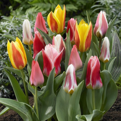 Dwarf Tulip Bulbs - Mixed