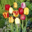 Darwin Tulip Bulbs - Mixed