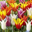 Lily Tulip Bulbs - Mixed