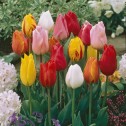 Single Early Tulip Bulbs -...