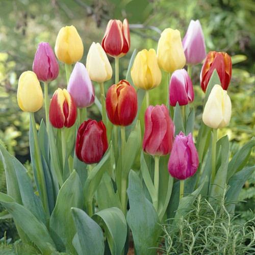 Triumph Tulip Bulbs - Mixed