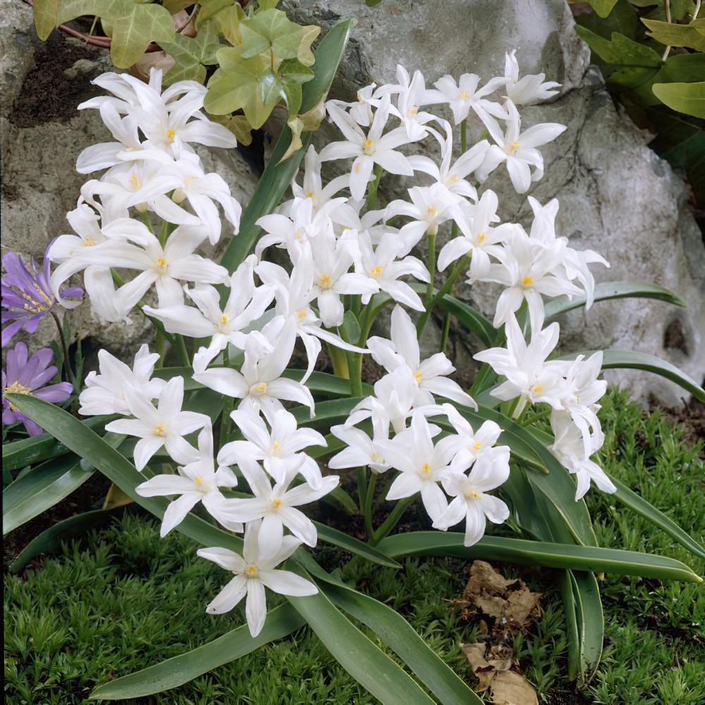 Chionodoxa Luciliae Alba Bulbs | Buy Online | Boston Bulbs