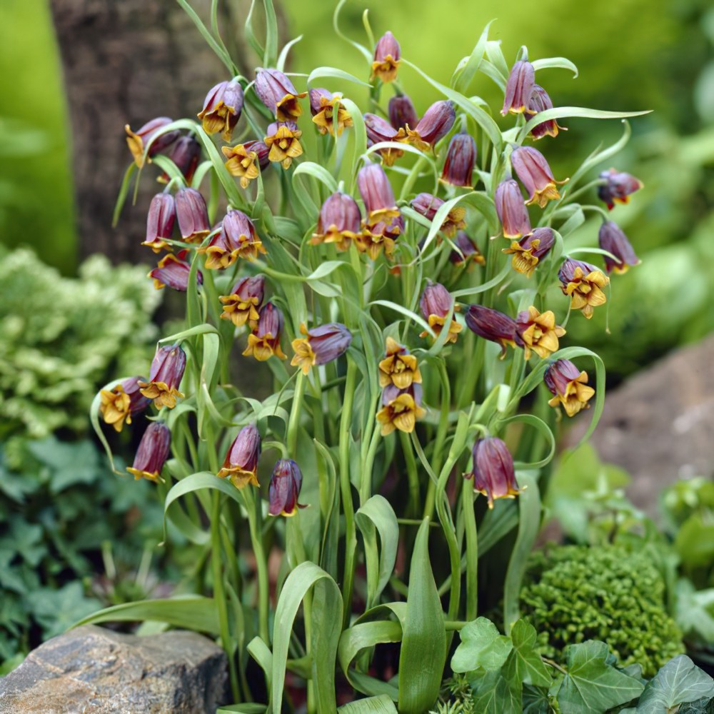 fritillaria