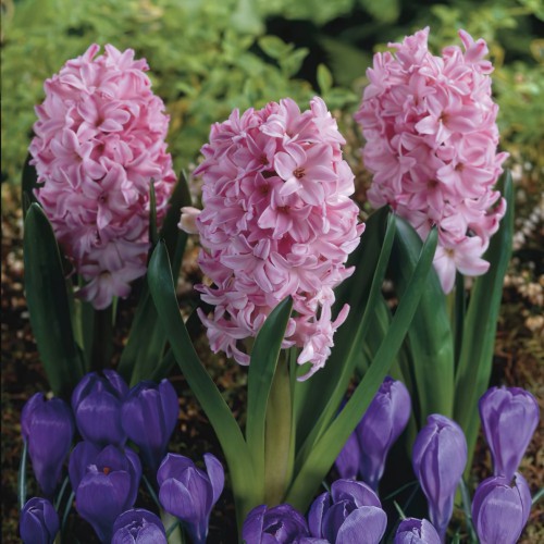 Fondant Bedding Hyacinth Bulbs