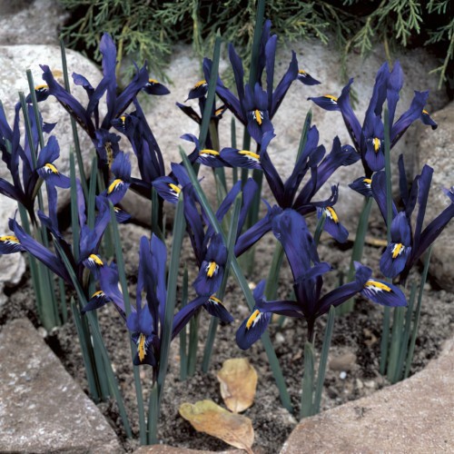 Iris Reticulata Bulbs