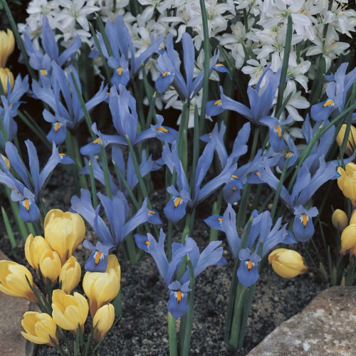 Iris Reticulata Harmony Bulbs
