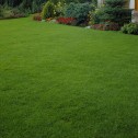 Quick Lawn Grass Seed