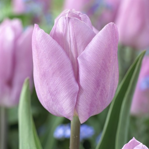 Candy Prince Tulip Bulbs -...