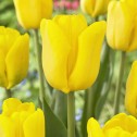 Tulip Triumph Caractere Bulbs