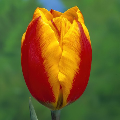 Flair Tulip Bulbs - Single...