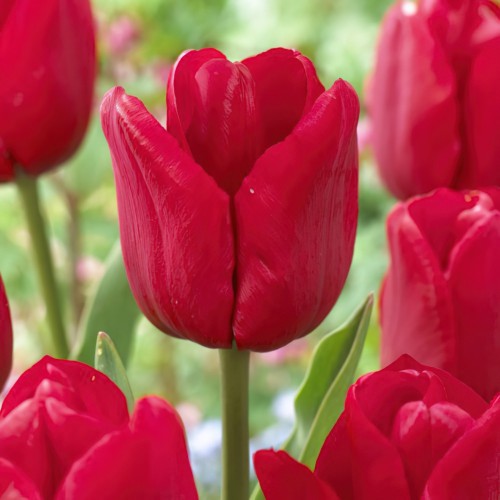 Ile de France Tulip Bulbs -...