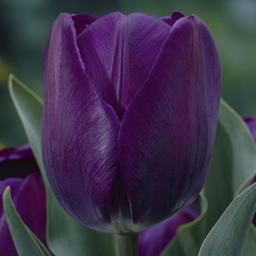 Negrita Tulip Bulbs -...