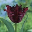 Black Parrot Tulip Bulbs -...