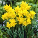 Narcissus Double...