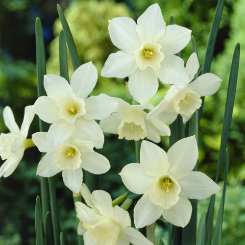 Narcissus Pueblo Bulbs