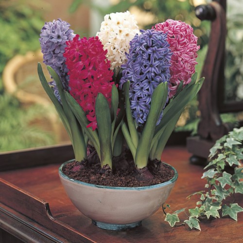 Mixed Prepared Hyacinth Bulbs