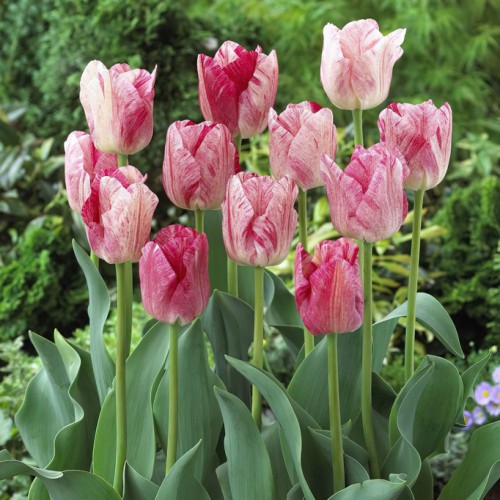 Tulip Triumph Hemisphere Bulbs