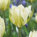 Exotic Emperor Tulip Bulbs...