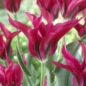 Tulip Viridiflora Dolls...