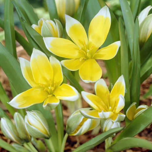 Tarda Tulip Bulbs - Specie...