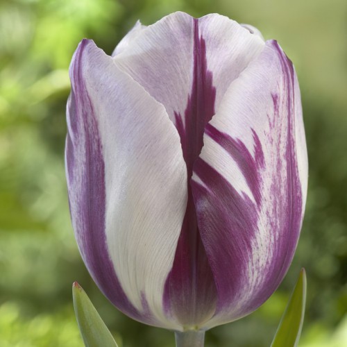 Blueberry Ripple Tulip...