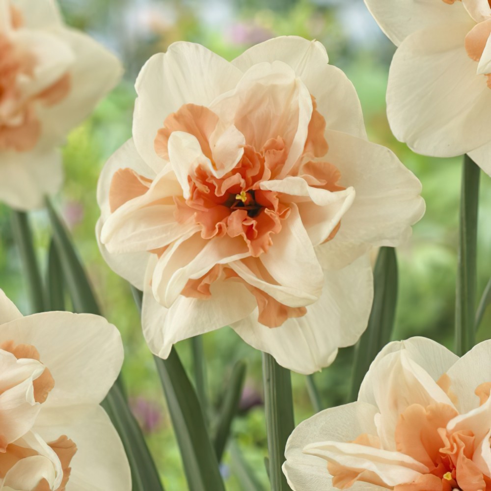 Delnashaugh Daffodil Bulbs | Buy Online | Boston Bulbs