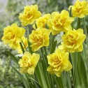 Daffodil Jack The Lad Bulbs