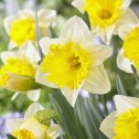 Daffodil Anniversary Gift...