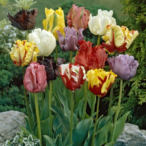 Parrot Tulip Bulbs - Mixed