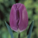 Tulip Triumph Purple Flag...