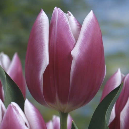 Synaeda Blue Tulip Bulbs -...