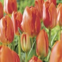 Tulip Fosteriana Orange...