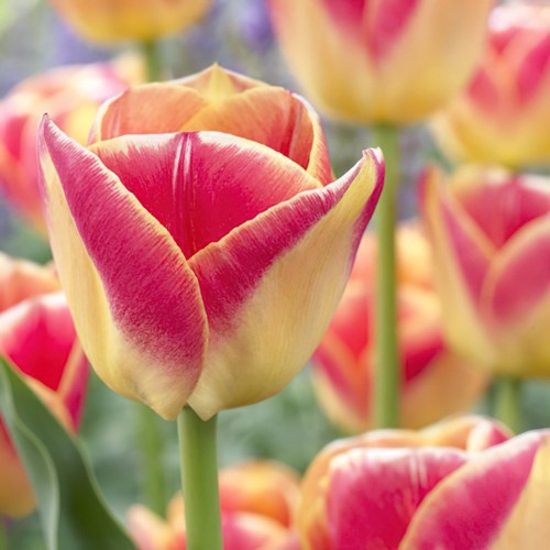 Candy Corner Tulip Bulbs -...