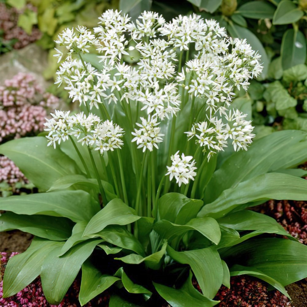 Wild Garlic Bulbs in the Green Allium Ursinum   Buy Online   Boston Bulbs