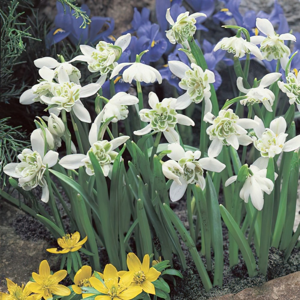 Double Snowdrops Bulbs In The Green (Galanthus Flore Pleno)