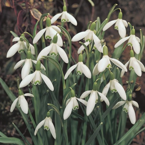 Single Snowdrops Bulbs In The Green (Galanthus Nivalis)