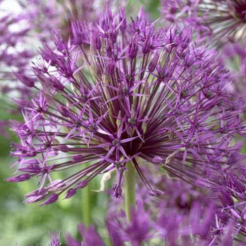 Purple Rain Allium Bulbs