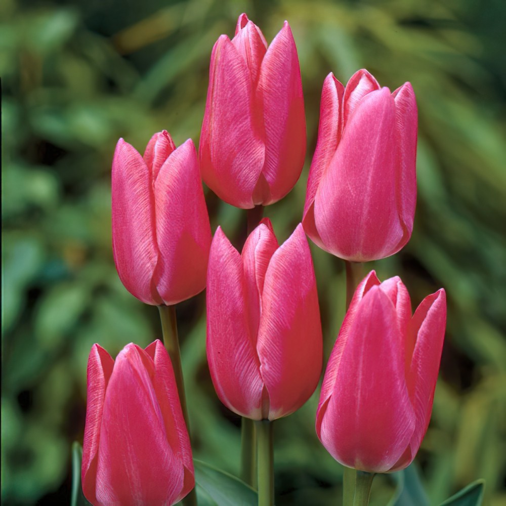 The symbolism and colour meaning of tulips | Interflora | Flowers Delivery