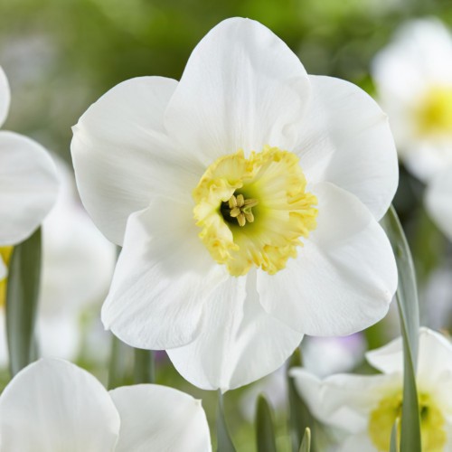 Daffodil Loth Lorien Bulbs