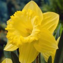 Daffodil Best Seller Bulbs