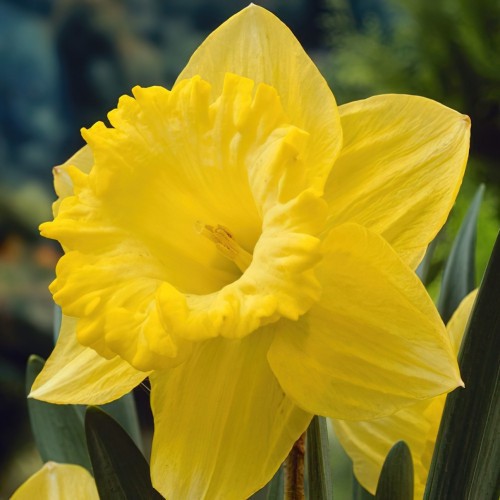 Daffodil Best Seller Bulbs