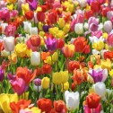 Sparkle Tulip Bulbs - Mixed
