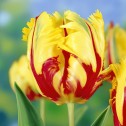 Texas Flame Tulip Bulbs -...