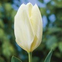Tulip Fosteriana Purissima...