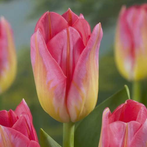Tulip Triumph Tom Pouce Bulbs